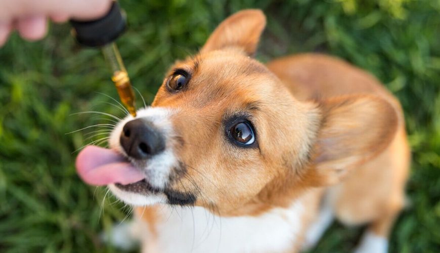 CBD for dogs